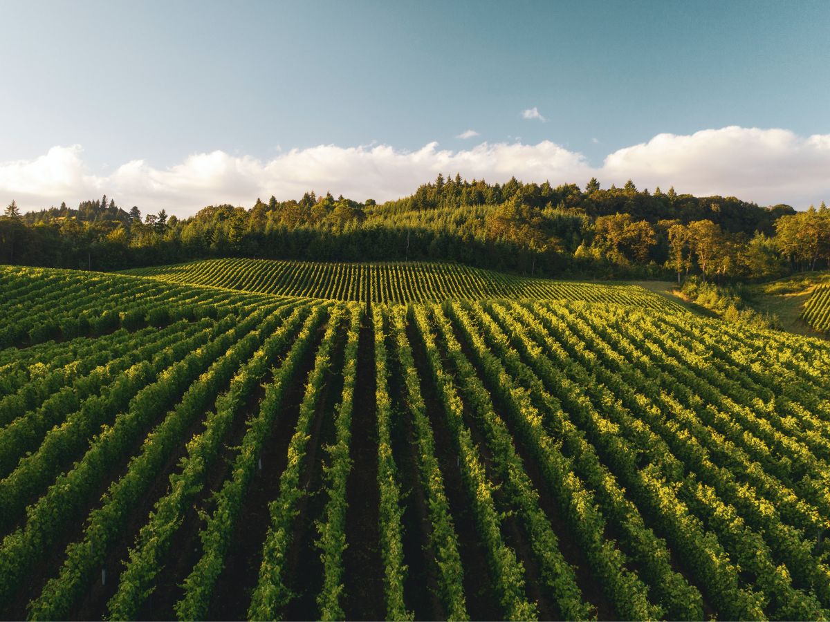 Vineyards in the Region of Virginia